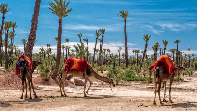 Multi-Activity Day Trips from Marrakech
