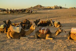 8-Day Sahara Camel Trek in Morocco