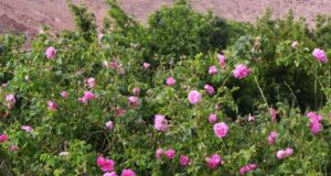 Discover Custom Morocco Tours